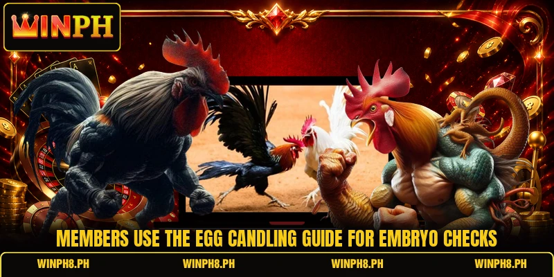 Members use the egg candling guide for embryo checks Members use the egg candling guide for embryo checks