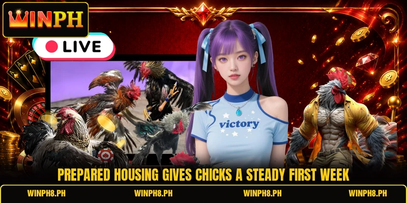 Prepared housing gives chicks a steady first week